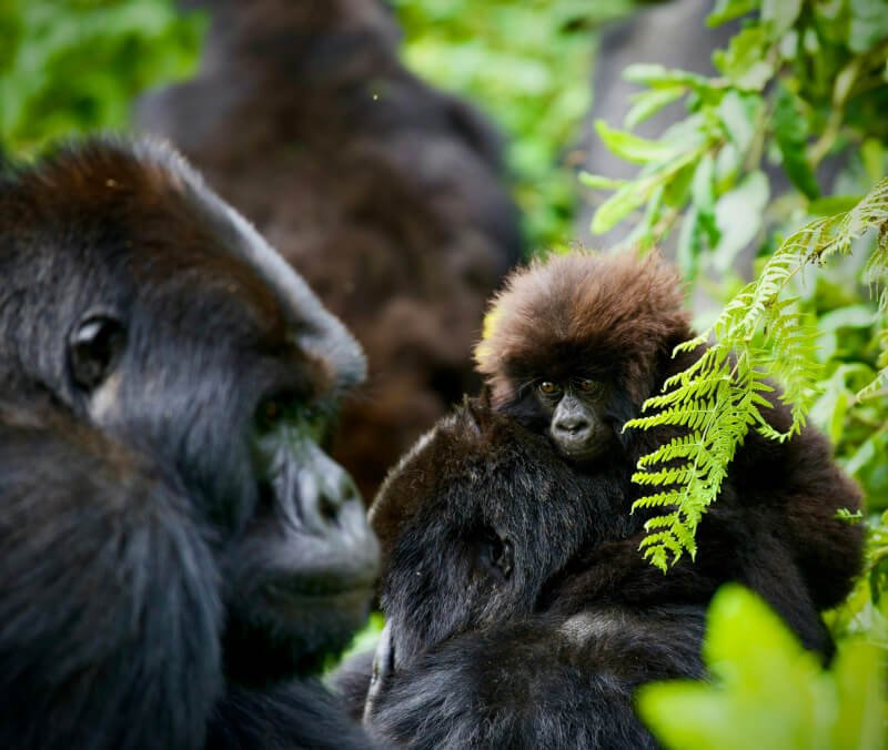 Nurturing Social Bonds Among Primate Family Groups