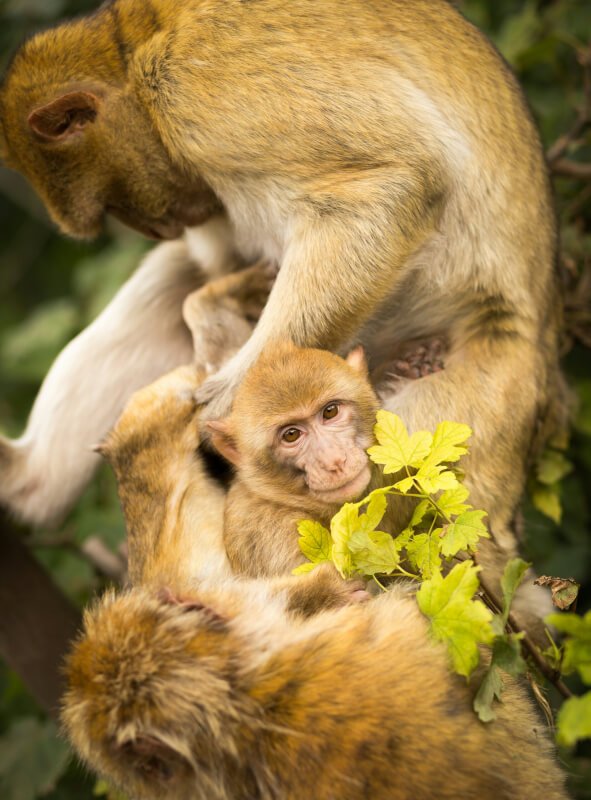 Nurturing Social Bonds Among Primate Family Groups