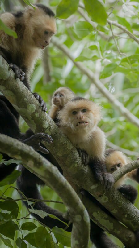 Supporting The Emotional Needs Of Primates In Conservation Efforts