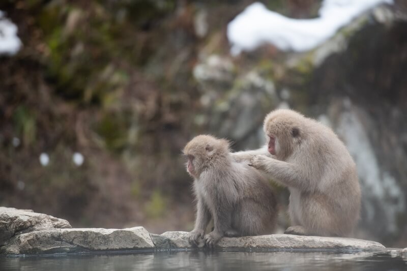 Building Trust And Relationships With Primates In A Sanctuary Or Zoo Setting