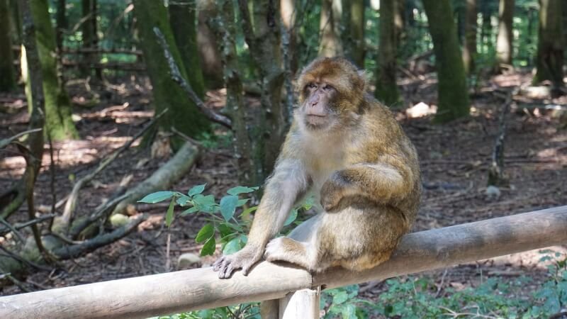 Creating A Supportive Social Structure For Primates In A Sanctuary Or Research Facility