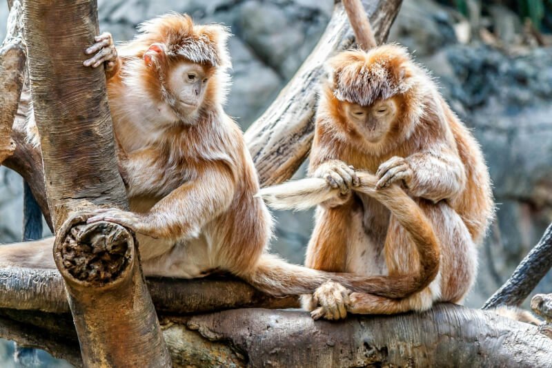 Encouraging Empathy And Cooperation In Primate Rehabilitation Programs