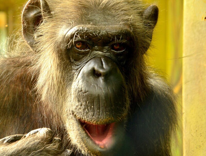 how do i handle aggressive or territorial behavior in a pet monkey 6