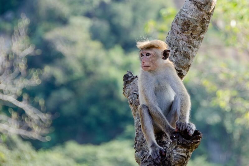 what are the potential legal issues related to owning a pet monkey 6