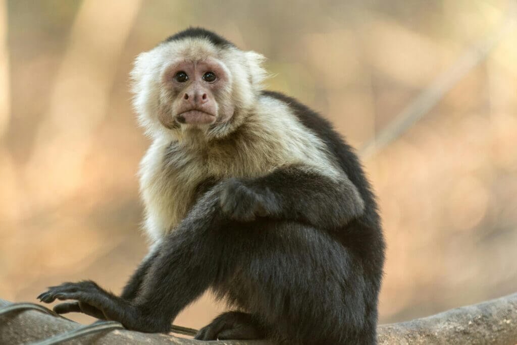 What Are The Responsibilities Of Owning A Pet Monkey?