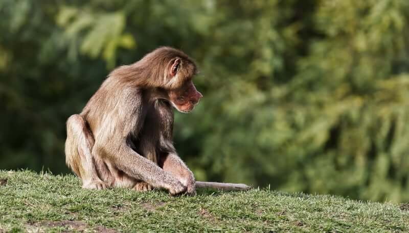 empowering primates to engage in natural social behaviors 6