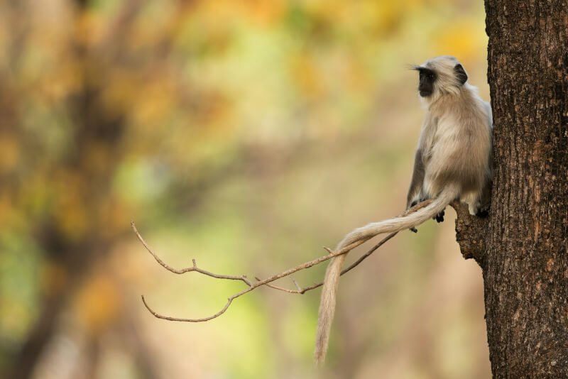 ensuring a sense of security and safety for primates emotional well being scaled